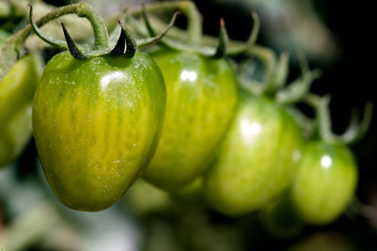 Organic Gardening Tips for Beginners